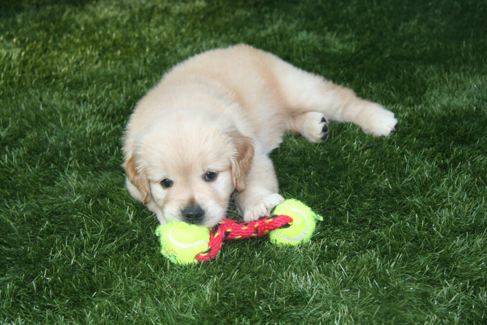 Naperville artificial turf for dogs
